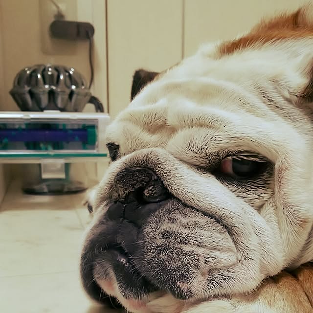 panchobiさんの実例写真