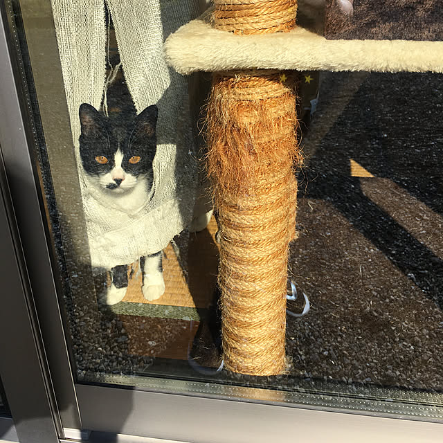 nekoさんの実例写真