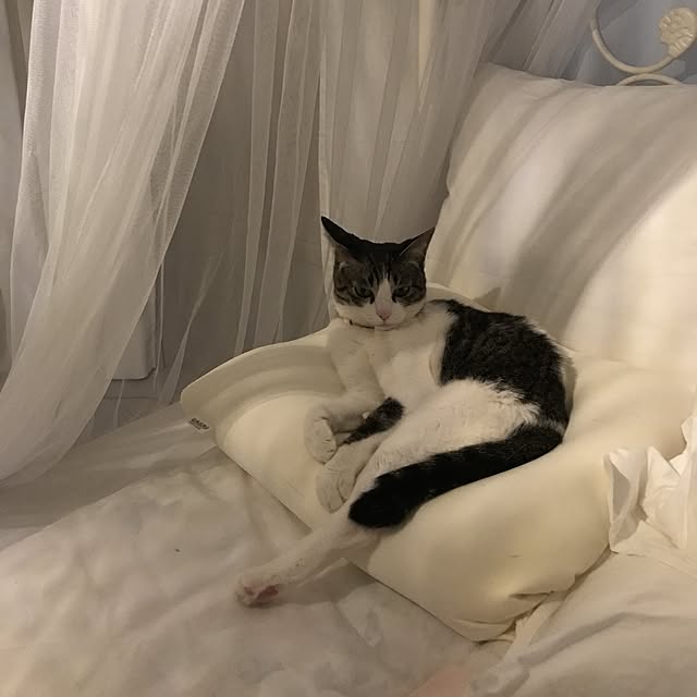 Shihoさんの実例写真
