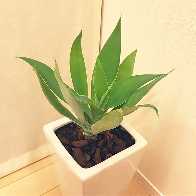 kinakoさんの実例写真