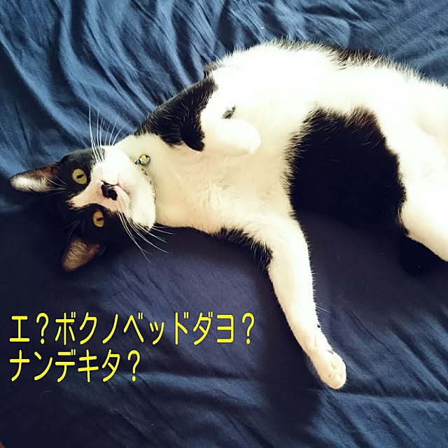 hiyo.pietさんの実例写真