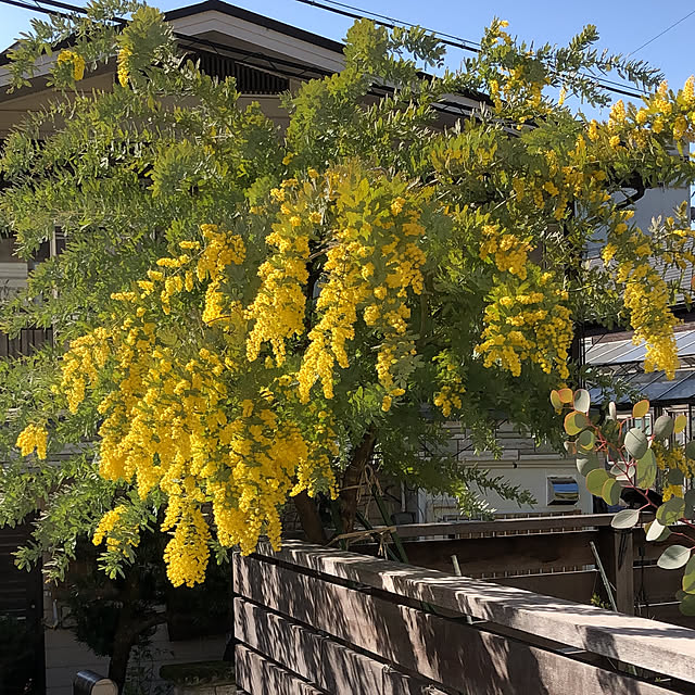 pu_chinさんの実例写真