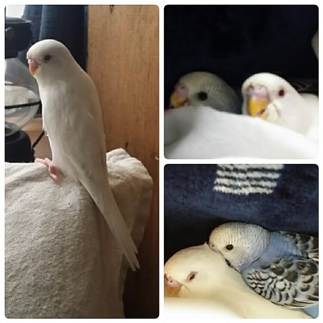 karinさんの実例写真