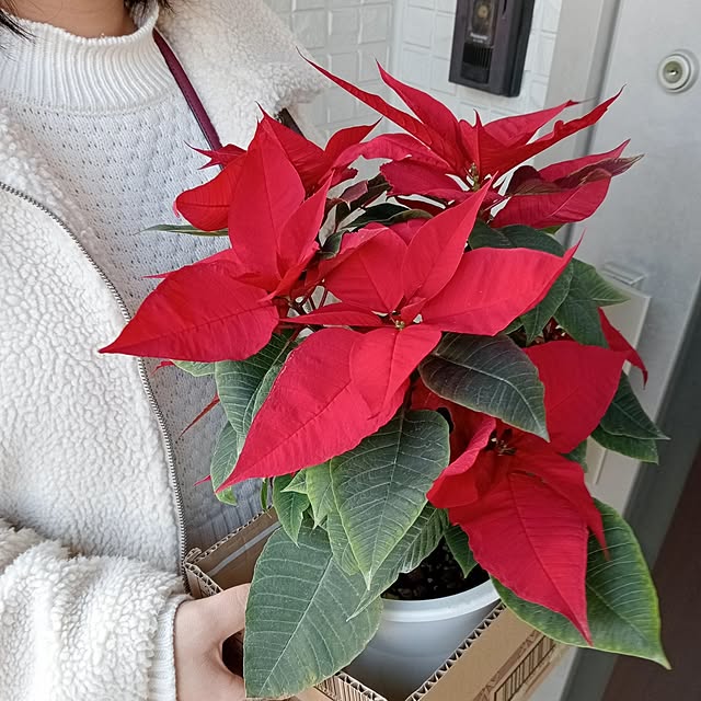 玄関/入り口/ポインセチア/植物/赤のインテリア実例 - 2023-12-26 21:27:23