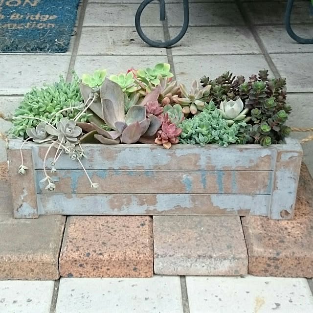 玄関/入り口/植物/日替わり投稿企画!木曜日/多肉さん/多肉寄せ植えのインテリア実例 - 2017-05-25 19:37:14
