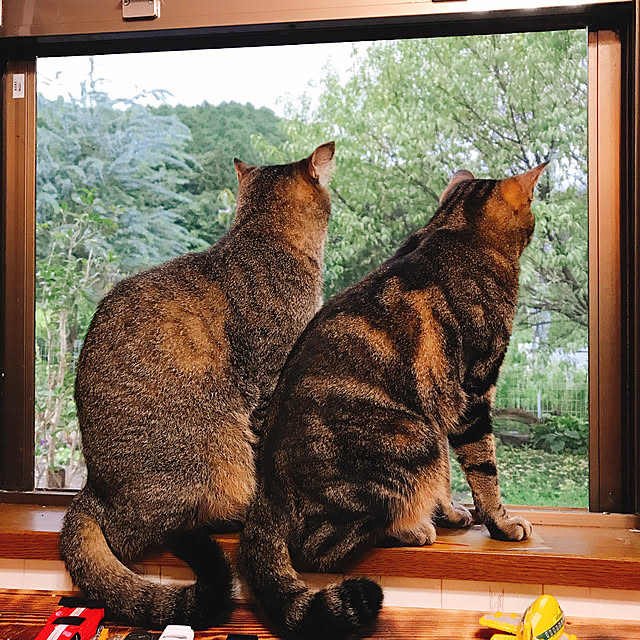 pepeさんの実例写真