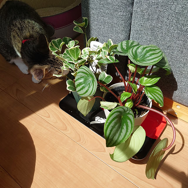 mochicoさんの実例写真