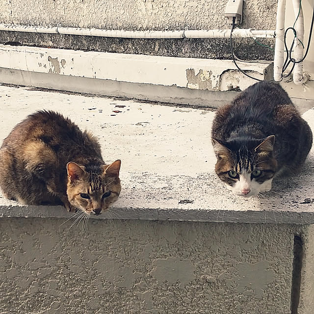 noaさんの実例写真