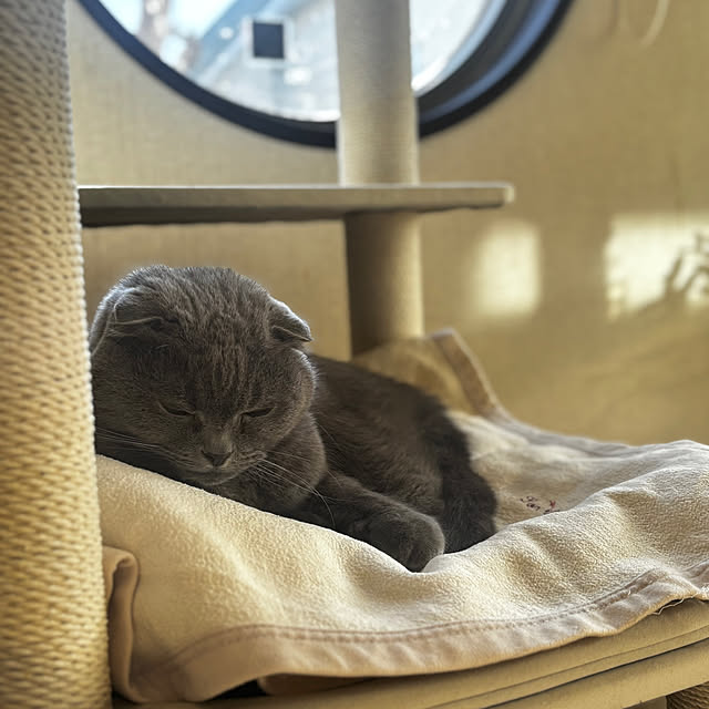 greycatsさんの部屋