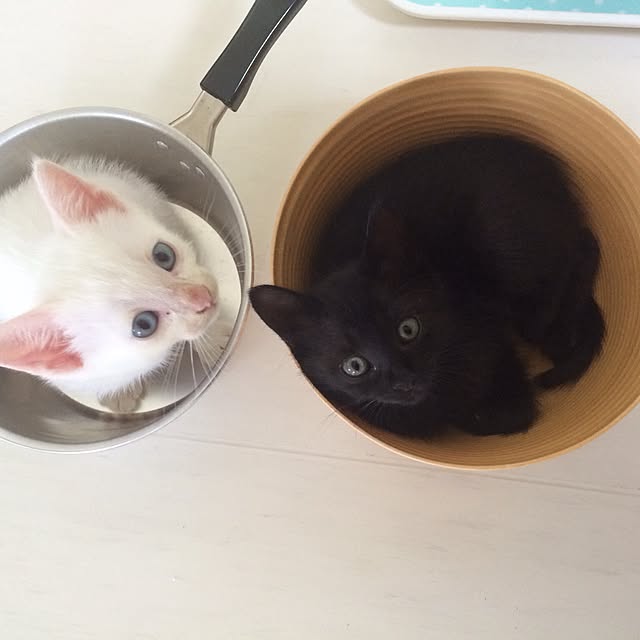 kimkim221さんの実例写真