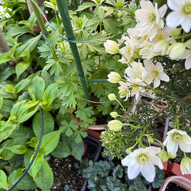 mamizaさんの実例写真