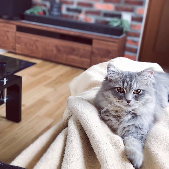 ko.koさんの実例写真