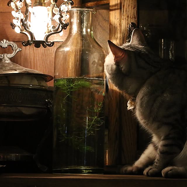 miiさんの実例写真