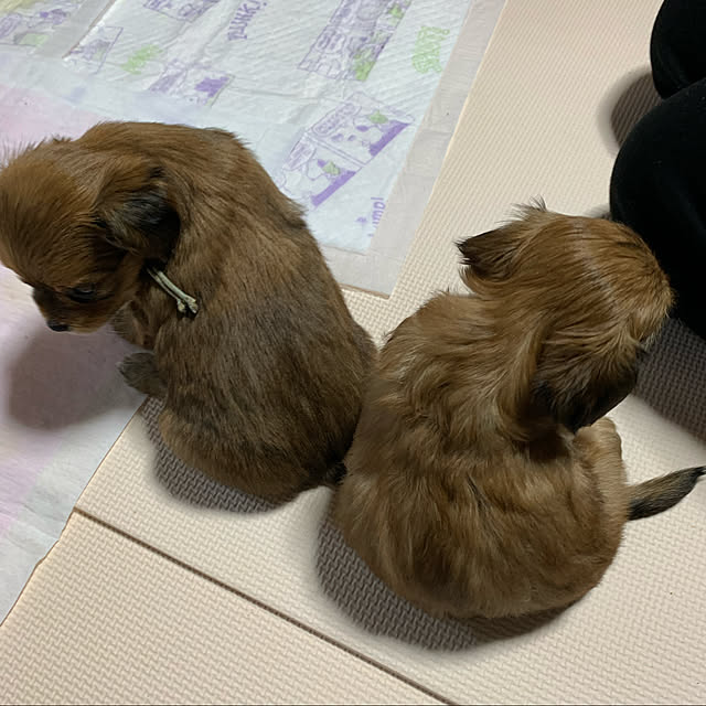 earthさんの実例写真