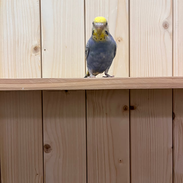 Atsukoさんの部屋