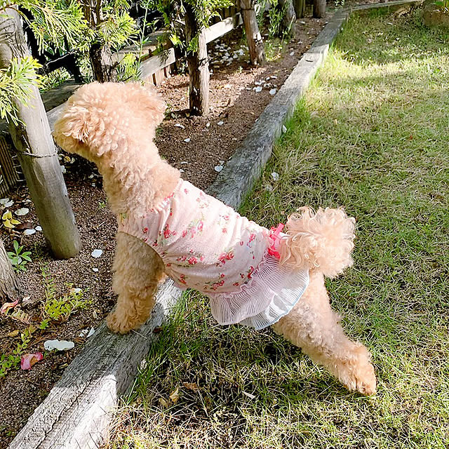 Momoさんの実例写真