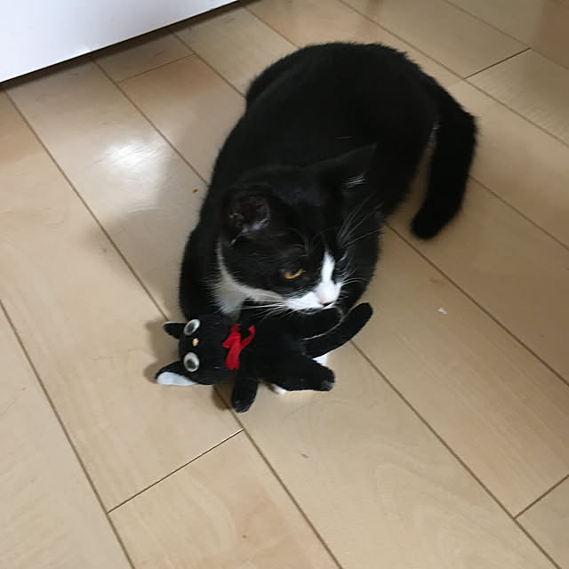 nekoさんの実例写真