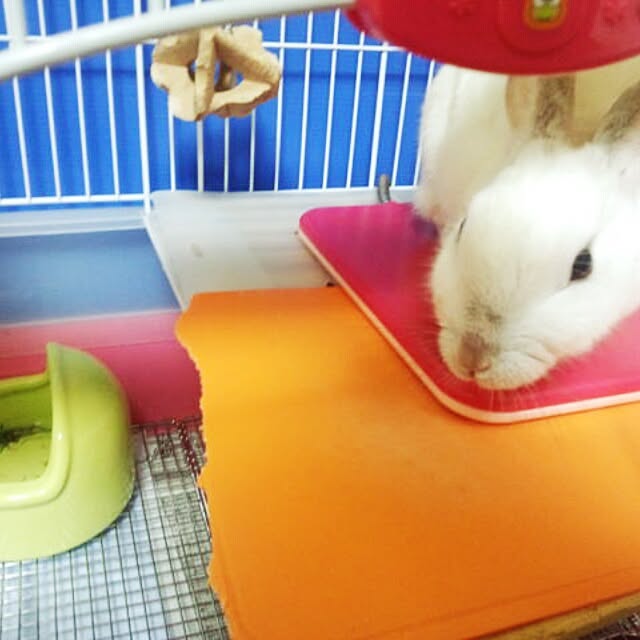 rinuwoさんの実例写真