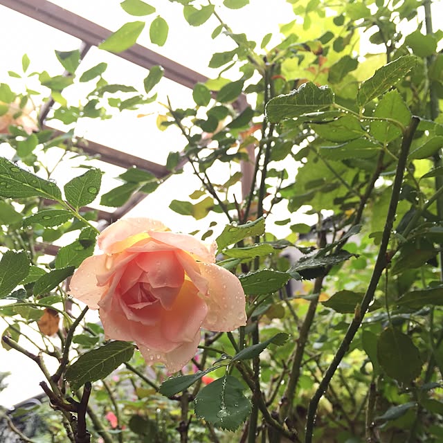 happygardenさんの実例写真