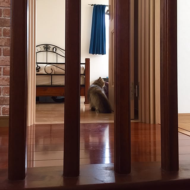 butachanさんの実例写真