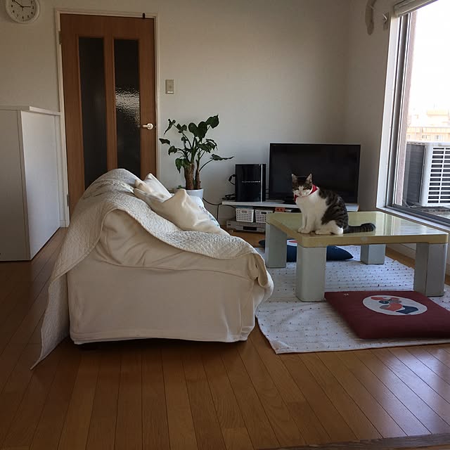 kazeさんの実例写真