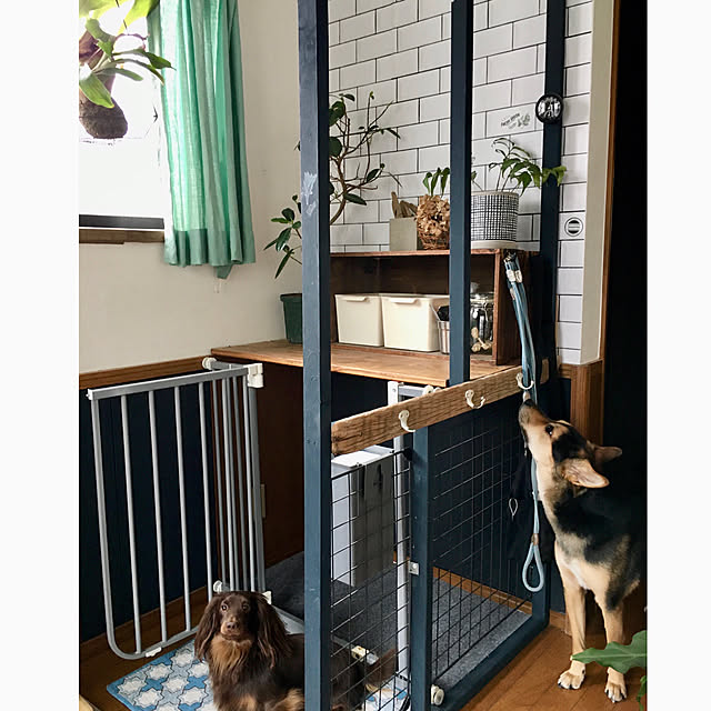 みどりのある暮らし/間仕切りDIY/イベント参加/ペットと暮らす家/いぬと暮らす...などのインテリア実例 - 2021-05-07 14:35:17