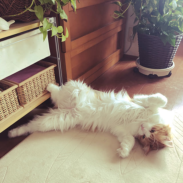 uchidaizuさんの実例写真