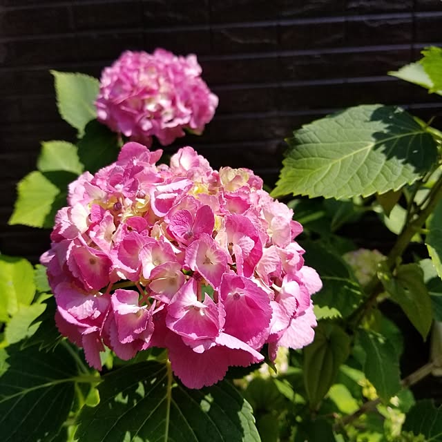 midoriさんの実例写真