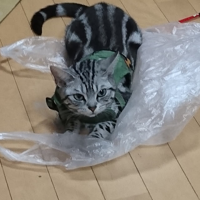 CatClipさんの実例写真