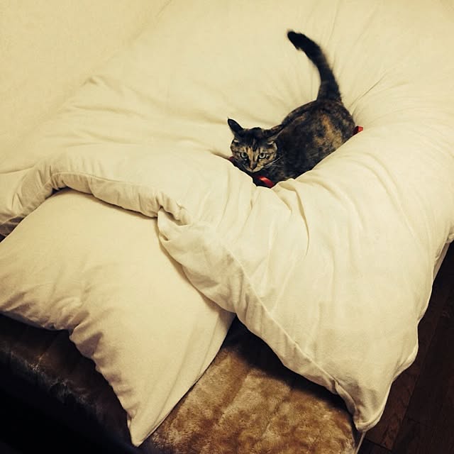 MOCAさんの実例写真