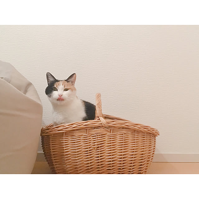 warashibeさんの実例写真