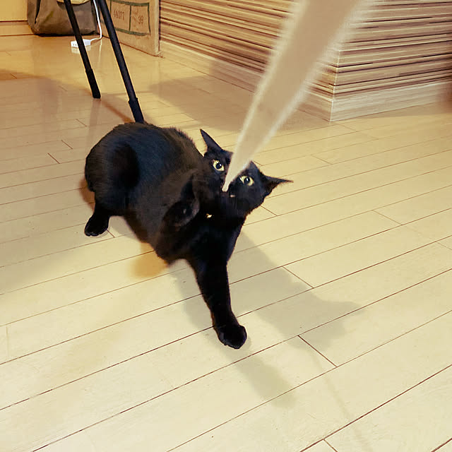suemonta14さんの実例写真