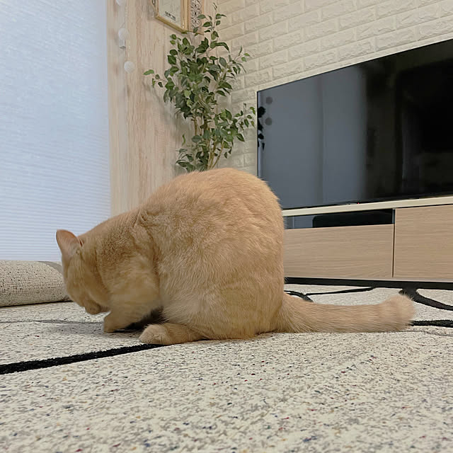 rilakkumamaさんの実例写真