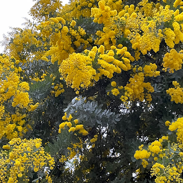 Andaluciaさんの実例写真