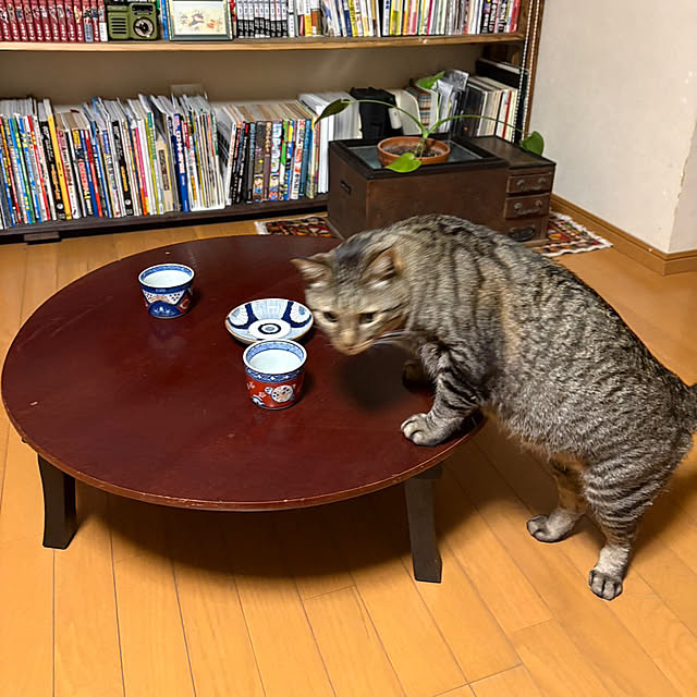 mikan161さんの実例写真