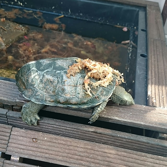 kotubukkoさんの実例写真