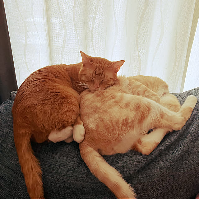 yhksさんの実例写真