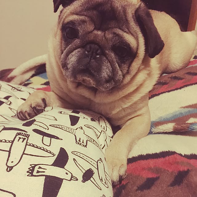 tofyさんの実例写真