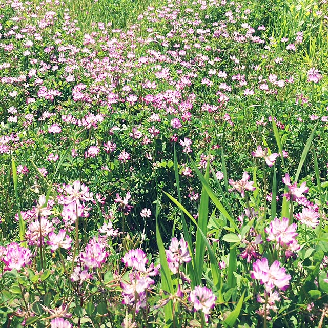 NATUさんの実例写真