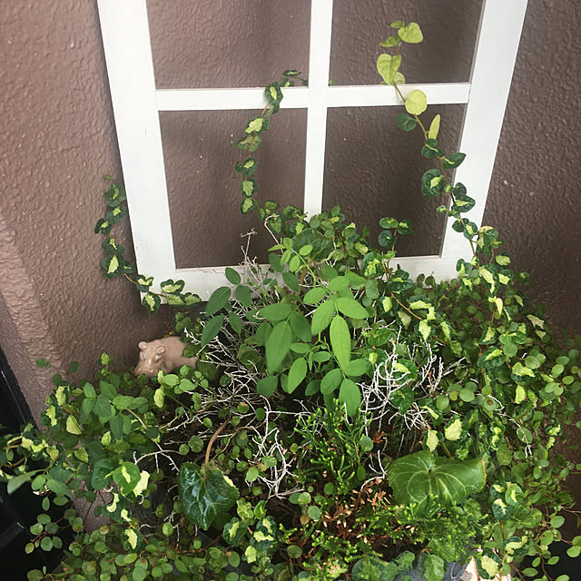 naokoさんの部屋