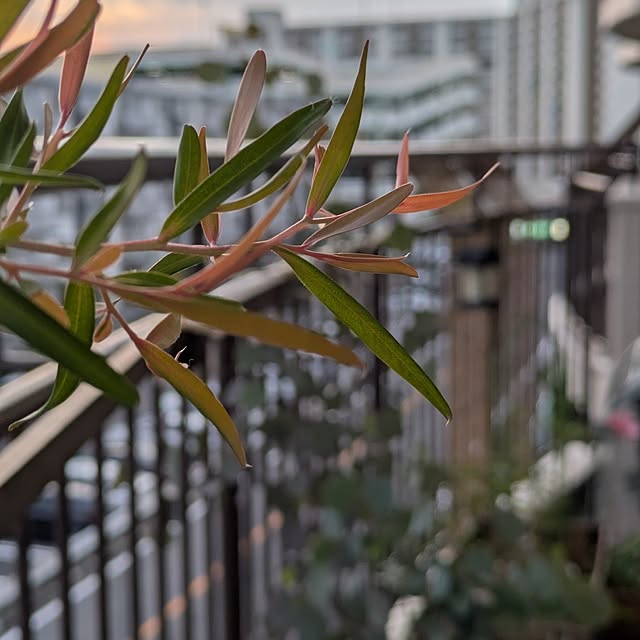 mi-saさんの実例写真