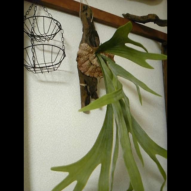INDOORさんの実例写真