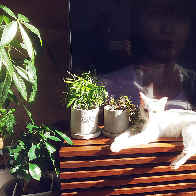 necoさんの実例写真