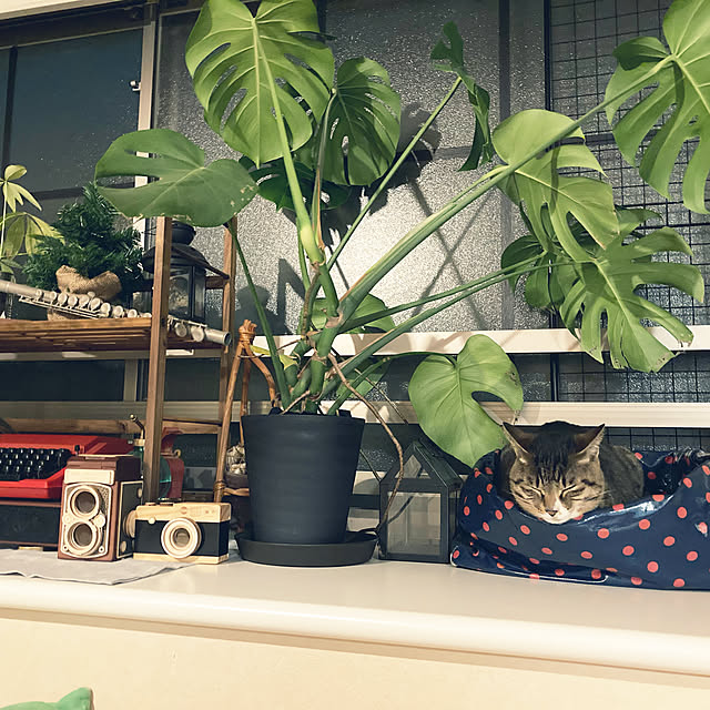 suemonta14さんの実例写真