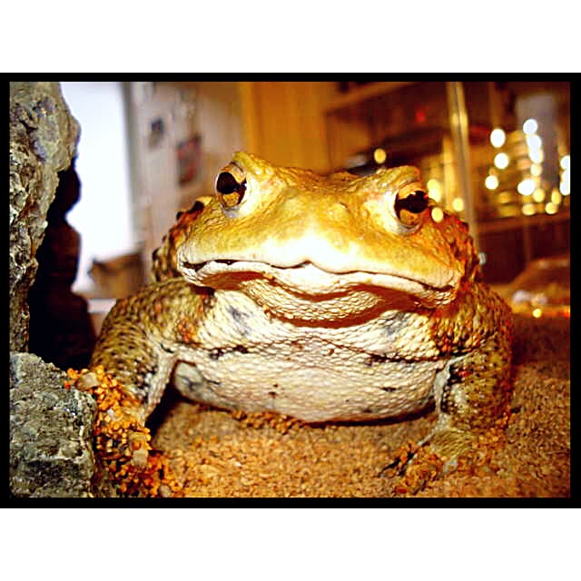 kaerucoさんの実例写真