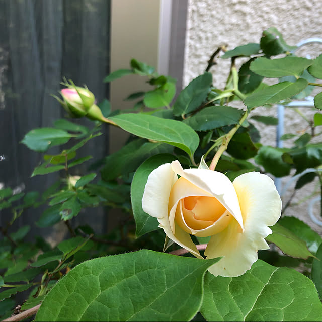 roserose555さんの実例写真