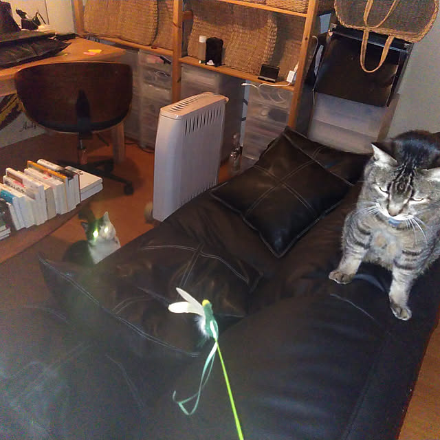 catloveさんの実例写真