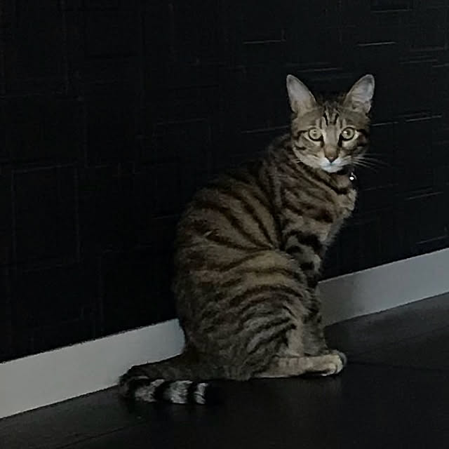 momoさんの実例写真