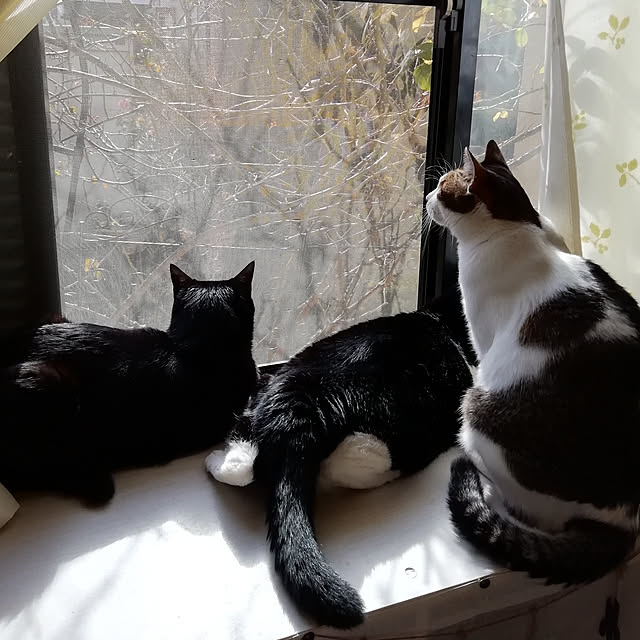 Tomopさんの実例写真