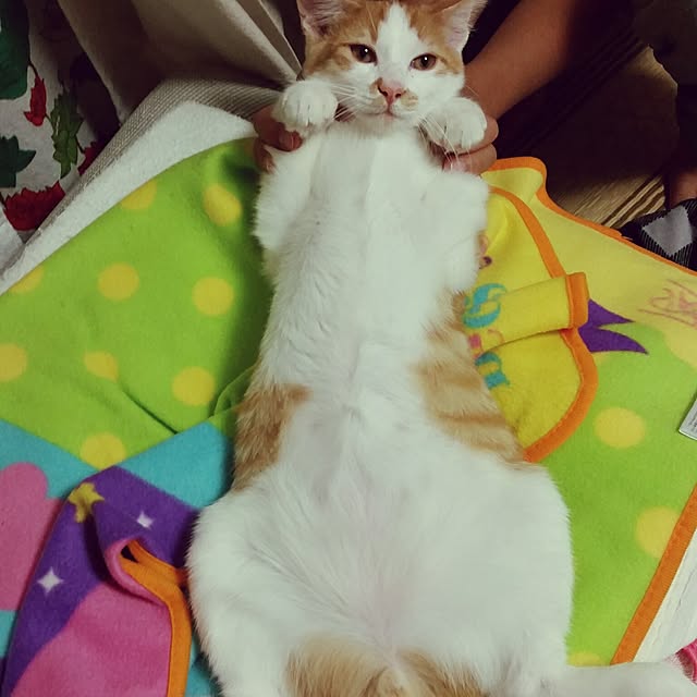 Kozueさんの実例写真